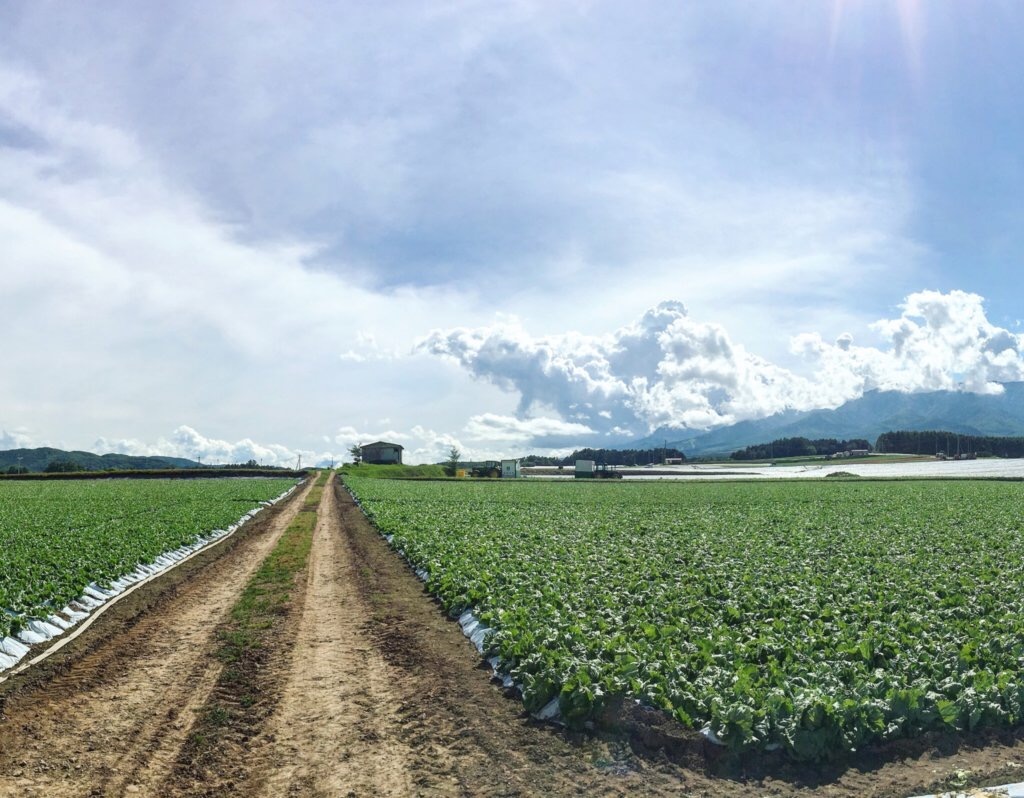 Lettuce Farm