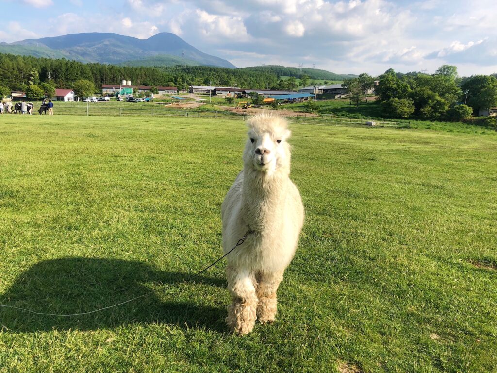 Friendly alpaca