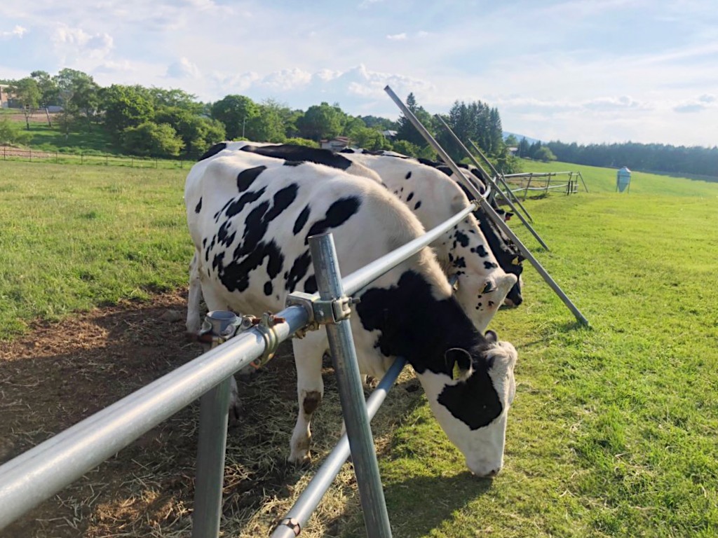 Dairy cows