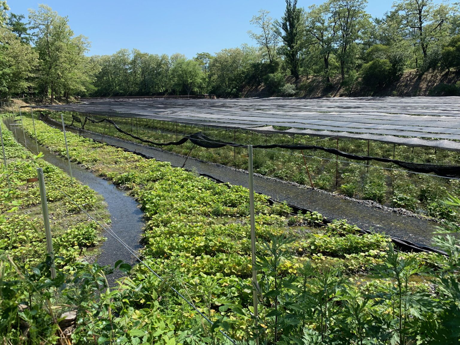 Daio Wasabi Farm｜Japan’s Largest Wasabi Field Highlights and Time