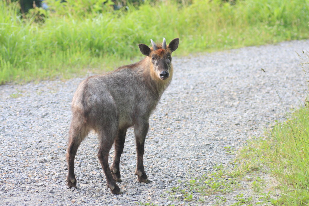 Japanese serow